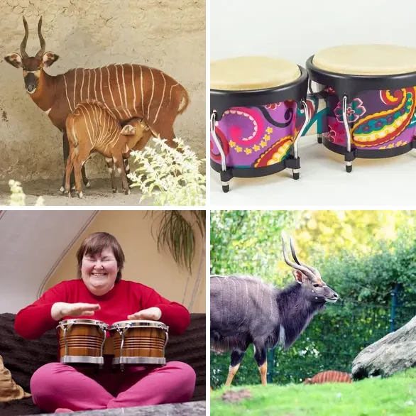 4 images 1 mot 5 lettres niveau bongo