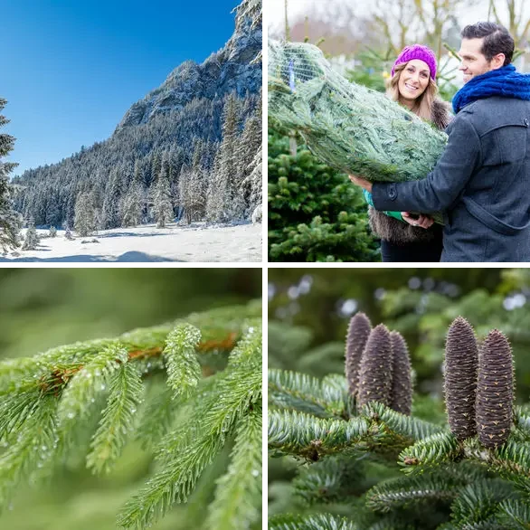 4 images 1 mot 5 lettres niveau sapin
