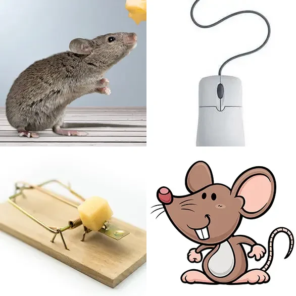 4 images 1 mot 6 lettres niveau souris